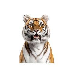 Obraz premium Surprised Tiger Close-Up Majestic Bengal Tiger with Open Mouth on White Background