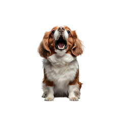 Adorable Cavalier King Charles Spaniel Puppy with Open Mouth, Studio Shot
