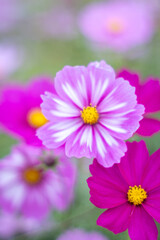 Obraz premium コスモスのクローズアップ写真