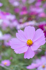 コスモスのクローズアップ写真