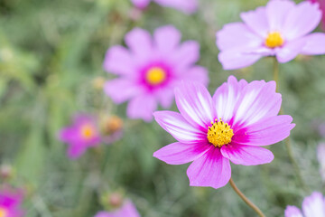 Obraz premium コスモスのクローズアップ写真