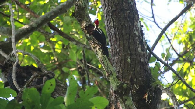 P&aacute;jaro carpintero buscando un nuevo nido