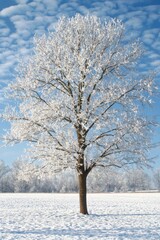 Fototapeta premium Snowy Field with Lone Tree