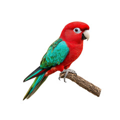 Obraz premium King Parrot Perched on a Branch Against a White Background