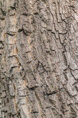 Obraz premium Bark texture and background of a old tree trunk. Detailed bark texture.
