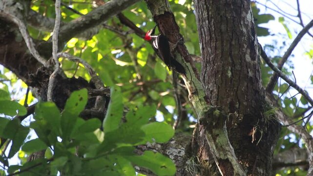 P&aacute;jaro carpintero buscando un nuevo nido