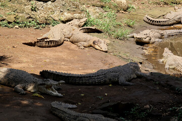 Crocodiles Resting in a Natural Habitat