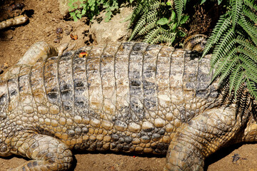 Fototapeta premium Close-Up of Crocodile's Body on Sandy Ground