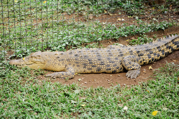 Obraz premium Crocodile Resting on Ground in Natural Habitat