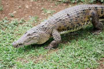 Crocodile Crawling on Grass in Natural Habitat