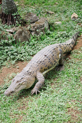 Crocodile Crawling on Grass in Natural Habitat