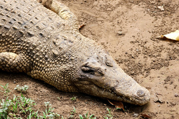 Obraz premium Crocodile Basking in Their Natural Habitat