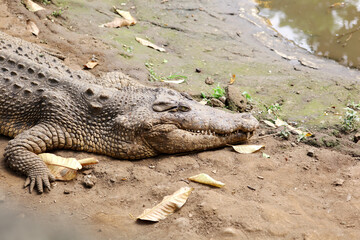 Obraz premium Crocodile Basking in Their Natural Habitat