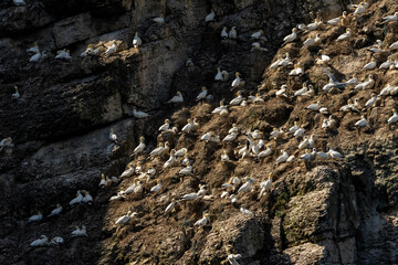 Northern Gannet on breeding rocks of Bempton cliffs, UK