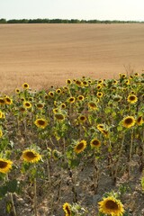 Sunflowers 