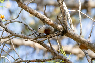 Krupper`s Nuthatch from Middle East in pine forest