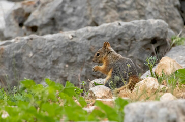Obraz premium Persian Squirrel sitting on the wall