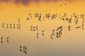 A flock of migratory birds, white cranes, sunset