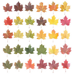 Fototapeta premium Set of autumn maple leaves isolated on transparent background.