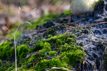 Obraz premium Closeup of vibrant green moss on the forest floor, showcasing organic textures and rich earthy colors