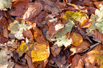 Fototapeta premium The colorful autumn leaves gracefully create a vibrant and stunning natural carpet on the forest floor below them