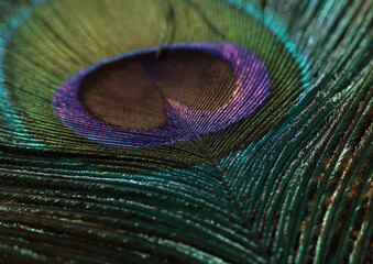 Obraz premium Peacock feather close up. Selective focus.