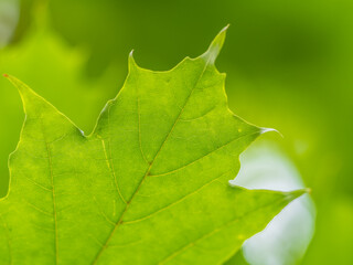 Maple branches with green and yellow leaves in autumn, in the light of sunset.