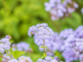 Obraz premium Close-up of small, purple flowers, Ageratum Houstonianum, also know as Floss flower, Pussy Foot, or Blue mink.