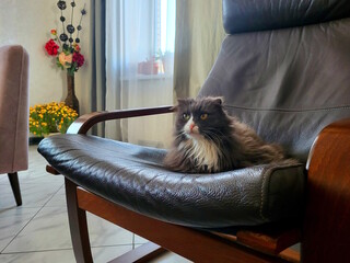 Gray cat lying in a rocking chair. Home comfort atmosphere