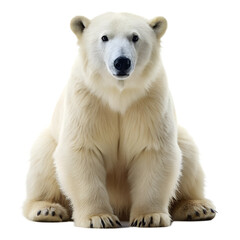 Fototapeta premium white polar bear isolated on white background