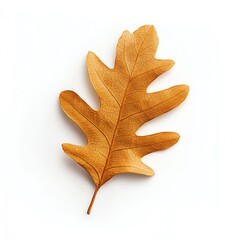Fototapeta premium A single dried oak leaf showcasing intricate veins and a warm, golden-brown hue against a clean, white backdrop.