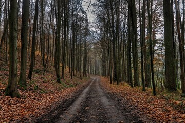 Obraz premium A dirt path winds through a dense, leaf-strewn forest under a canopy of tall, bare trees on a misty autumn day.