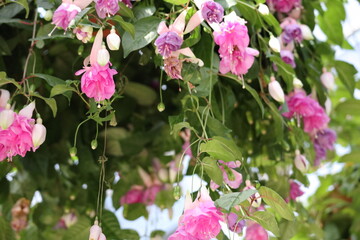 ピンク色のフクシアの花