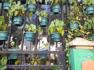 Fototapeta premium view of plant pots from a distance. Home interior background concept, decoration, modern agriculture, nature, view, landscape, aquaponics, hobby, lifestyle, green space, hydroponic