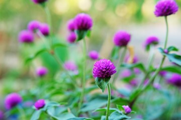 A vibrant cluster of blooming purple globe amaranth flowers (Gomphrena globosa) in a lush green garden.Colorful blossoms symbolize longevity and add a touch of beauty to any natural setting