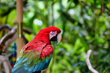 Obraz premium Back view of a green-winged macaw. Red, green and blue plumage of a macaw.