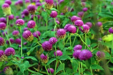 A vibrant cluster of blooming purple globe amaranth flowers (Gomphrena globosa) in a lush green garden.Colorful blossoms symbolize longevity and add a touch of beauty to any natural setting