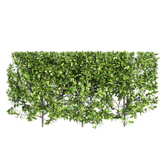 Fototapeta premium Collection of Grecian bay trees isolated on transparent Canvas