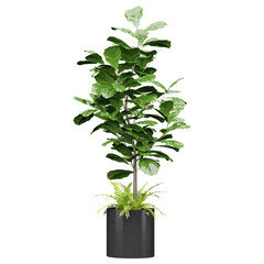 Fiddle-leaf fig Indoor Plant in Black Metal Planter