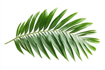 green spring leave isolated on white background