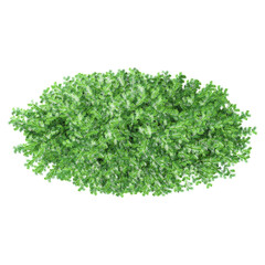 Obraz premium Top view of Commo Yew tree from transparent Canvas