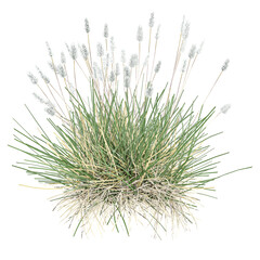 collection of grass isolated on transparent Canvas.png