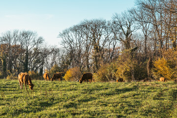 paisible cohabitation entre les vaches et les hérons