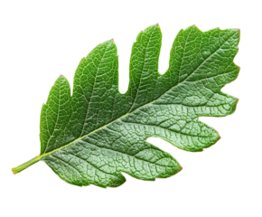 A leaf shaped like a handprint, isolated on a white background, PNG transparent