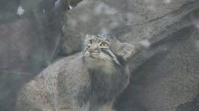 マヌルネコの親子、岩場でのんびり過ごす姿
