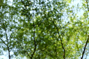 Fototapeta premium Green nature in spring eco garden. Summer abstract blurred background.