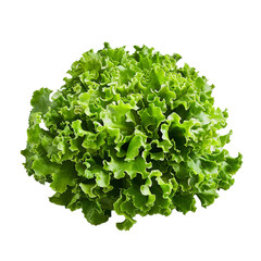 Obraz premium fresh green lettuce salad leaves isolated on transparent png