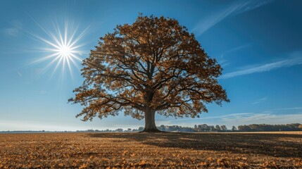 Obraz premium Majestic Tree Under a Bright Sky