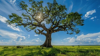 Fototapeta premium Majestic Tree Under Bright Sky with Sunburst