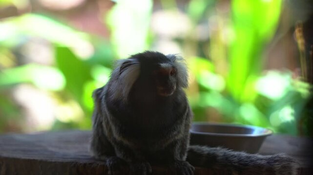 Curious marmoset perches at the dirty glass window of its confined zoo enclosure, intently watching visitors pass by, close up shot.